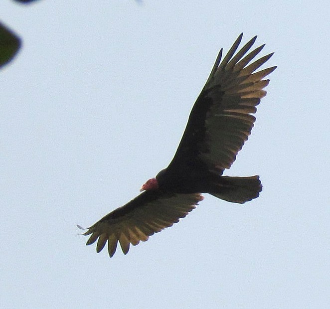 Turkey Vulture - ML643491681