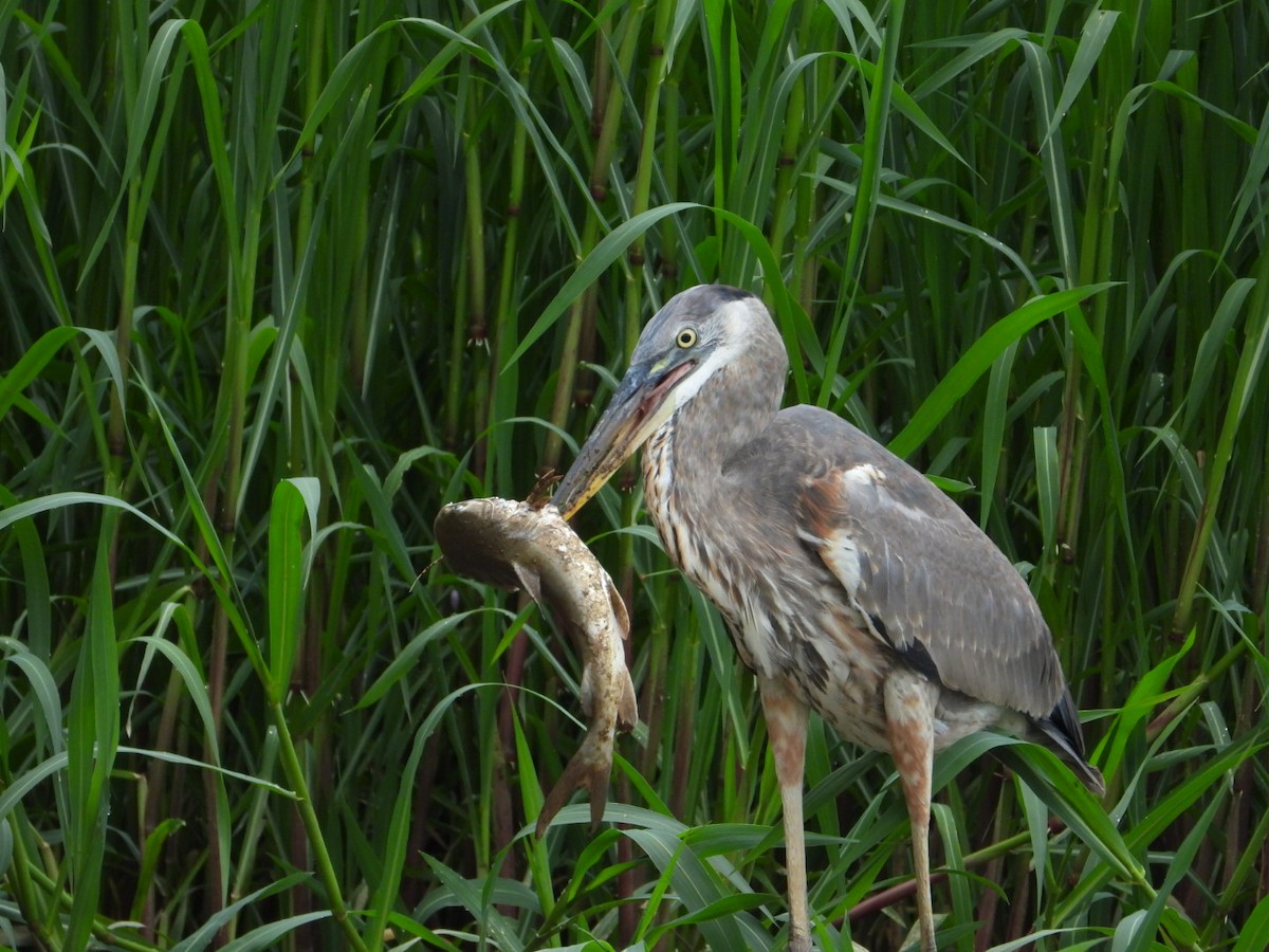 Great Blue Heron - ML643491685
