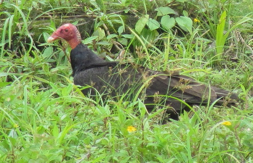 Turkey Vulture - ML643491687