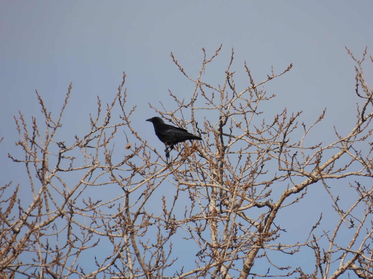American Crow - ML643491713