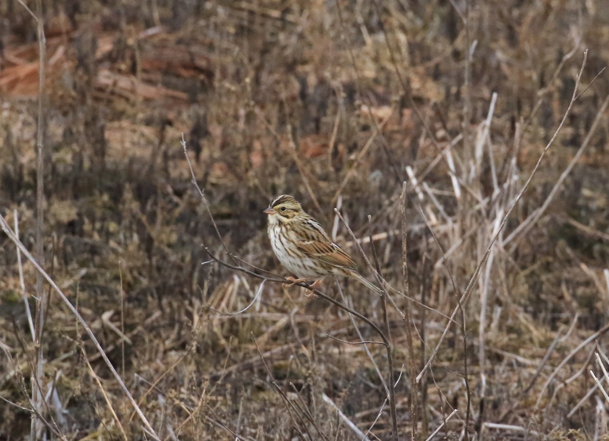Savannah Sparrow - ML643491726