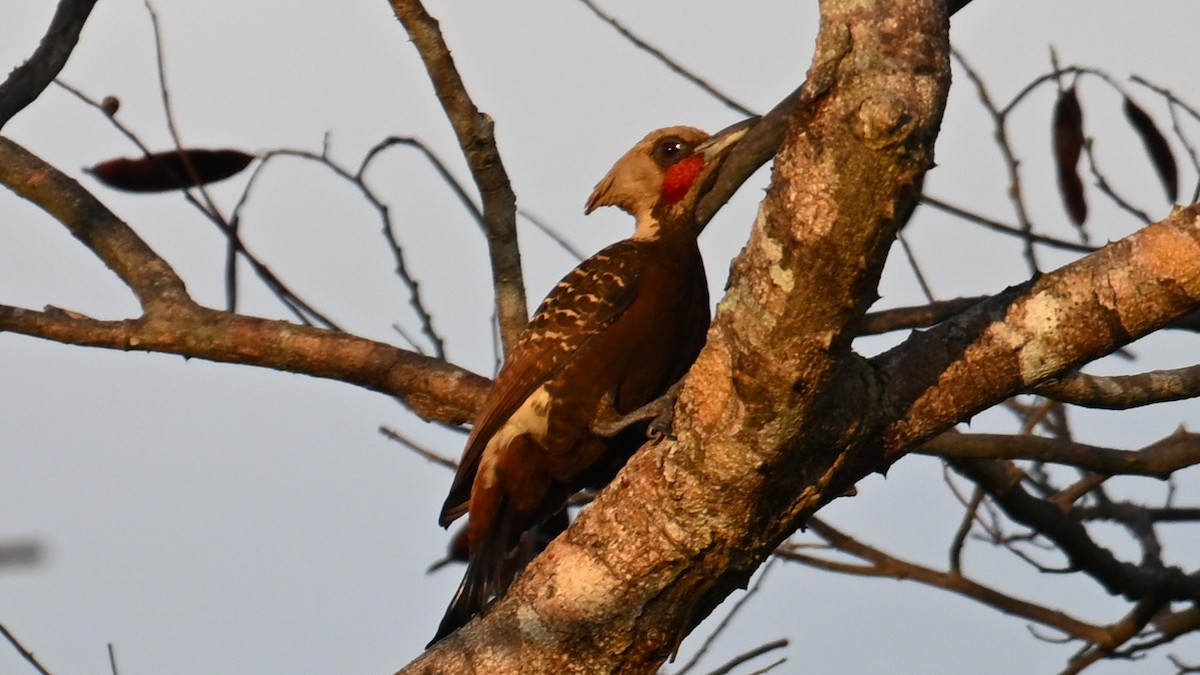 Pale-crested Woodpecker - ML643491735