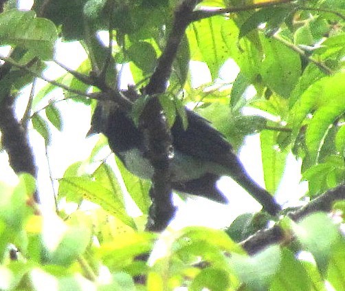 Golden-hooded Tanager - ML643491741