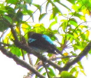 Golden-hooded Tanager - ML643491747