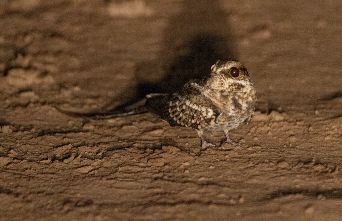 Scissor-tailed Nightjar - ML643491749