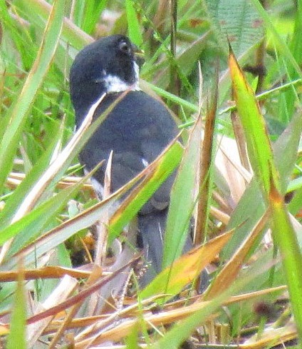 Variable Seedeater - ML643491752