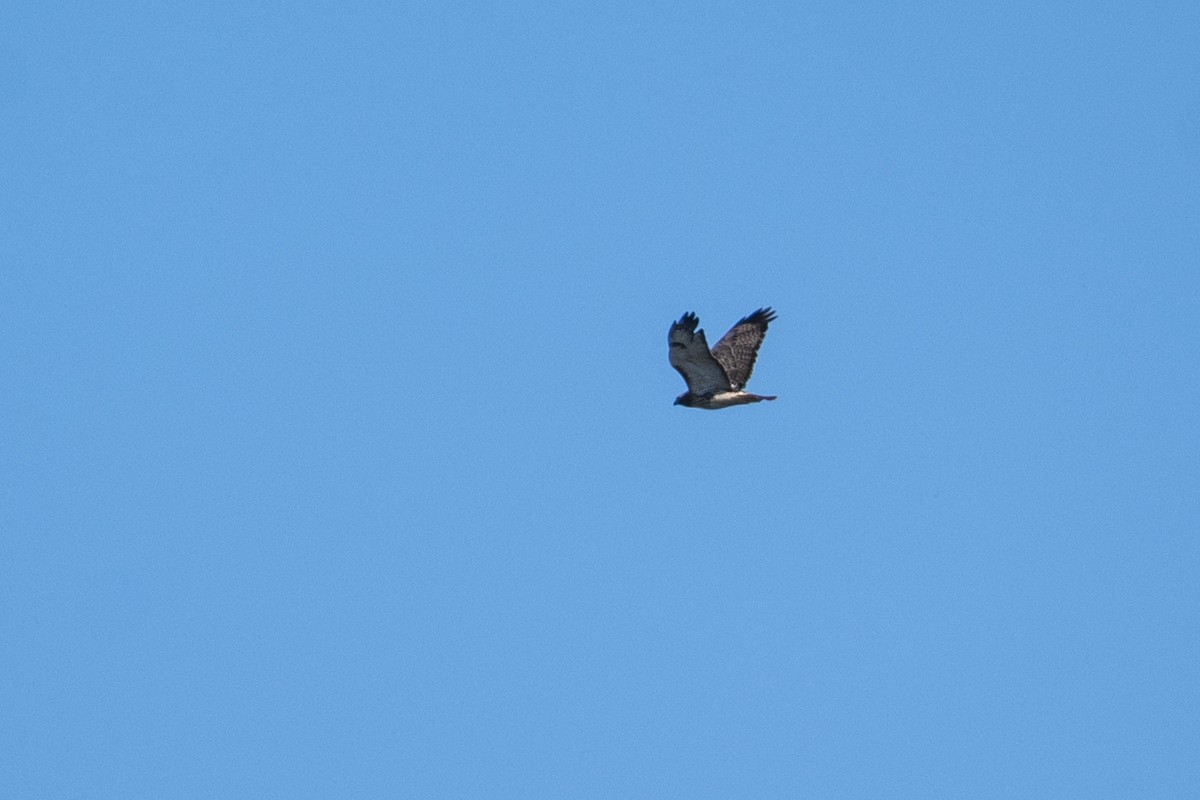Red-tailed Hawk - ML643491754