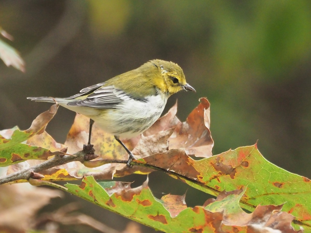 Black-throated Green Warbler - ML643491789