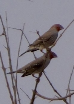 Red-headed Finch - ML643491790