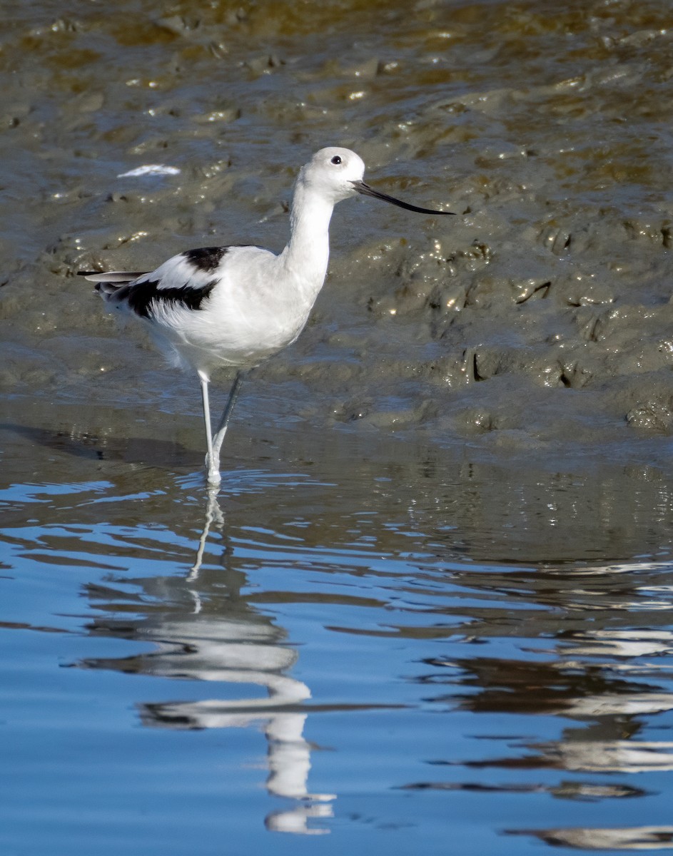 American Avocet - ML643491798