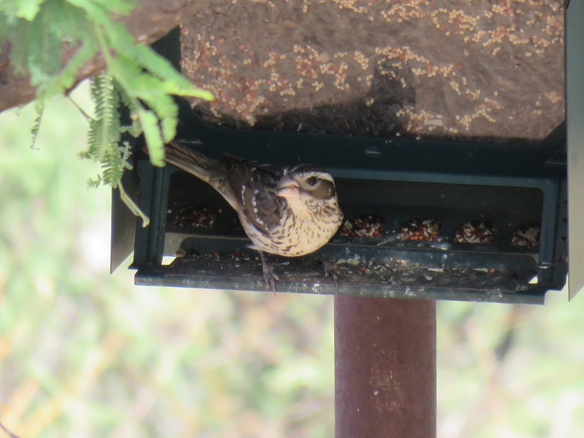 Rose-breasted Grosbeak - ML643491814