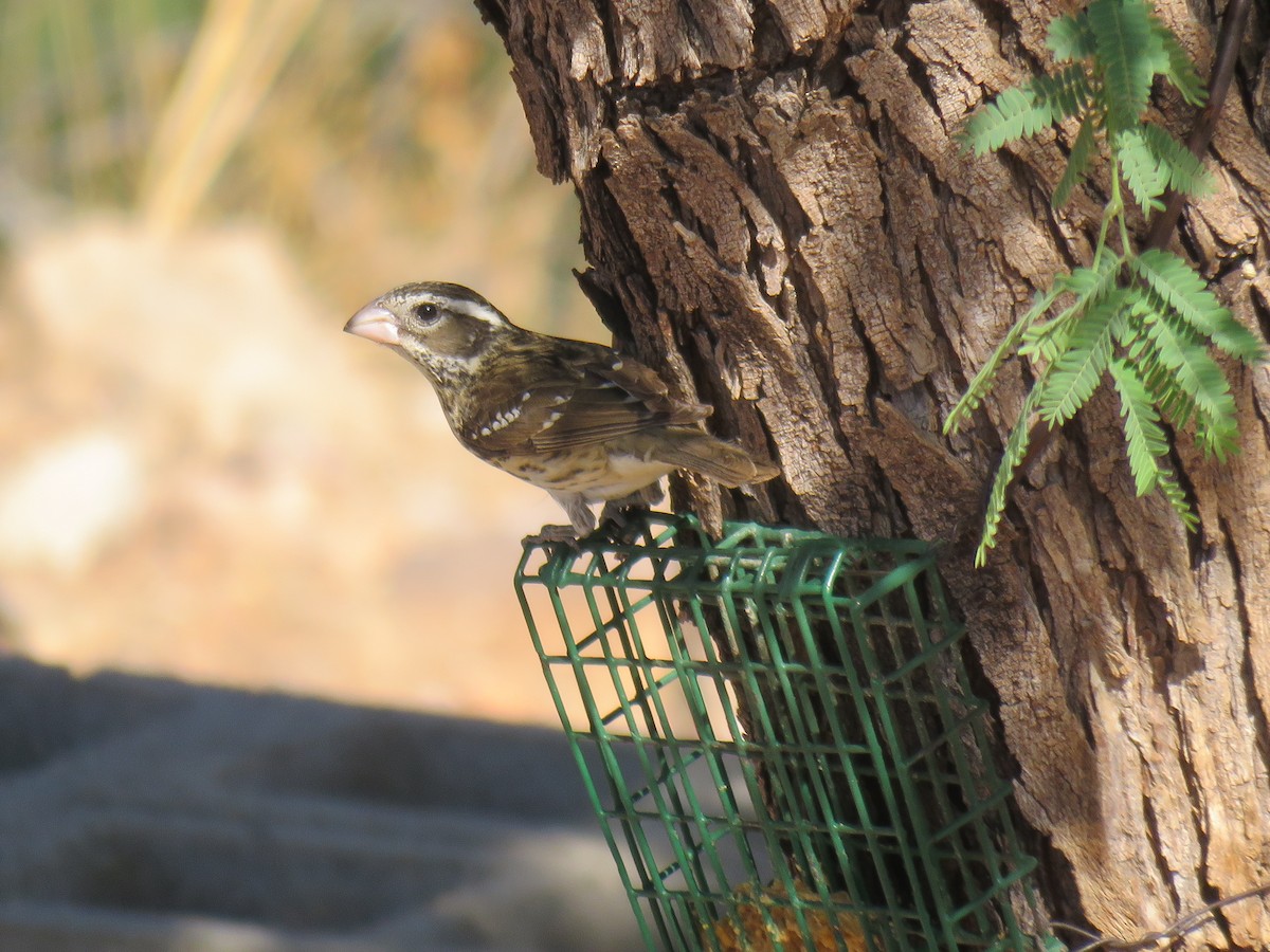 Rose-breasted Grosbeak - ML643491815