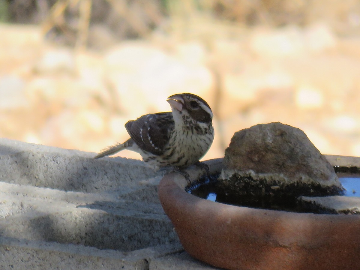 Rose-breasted Grosbeak - ML643491816