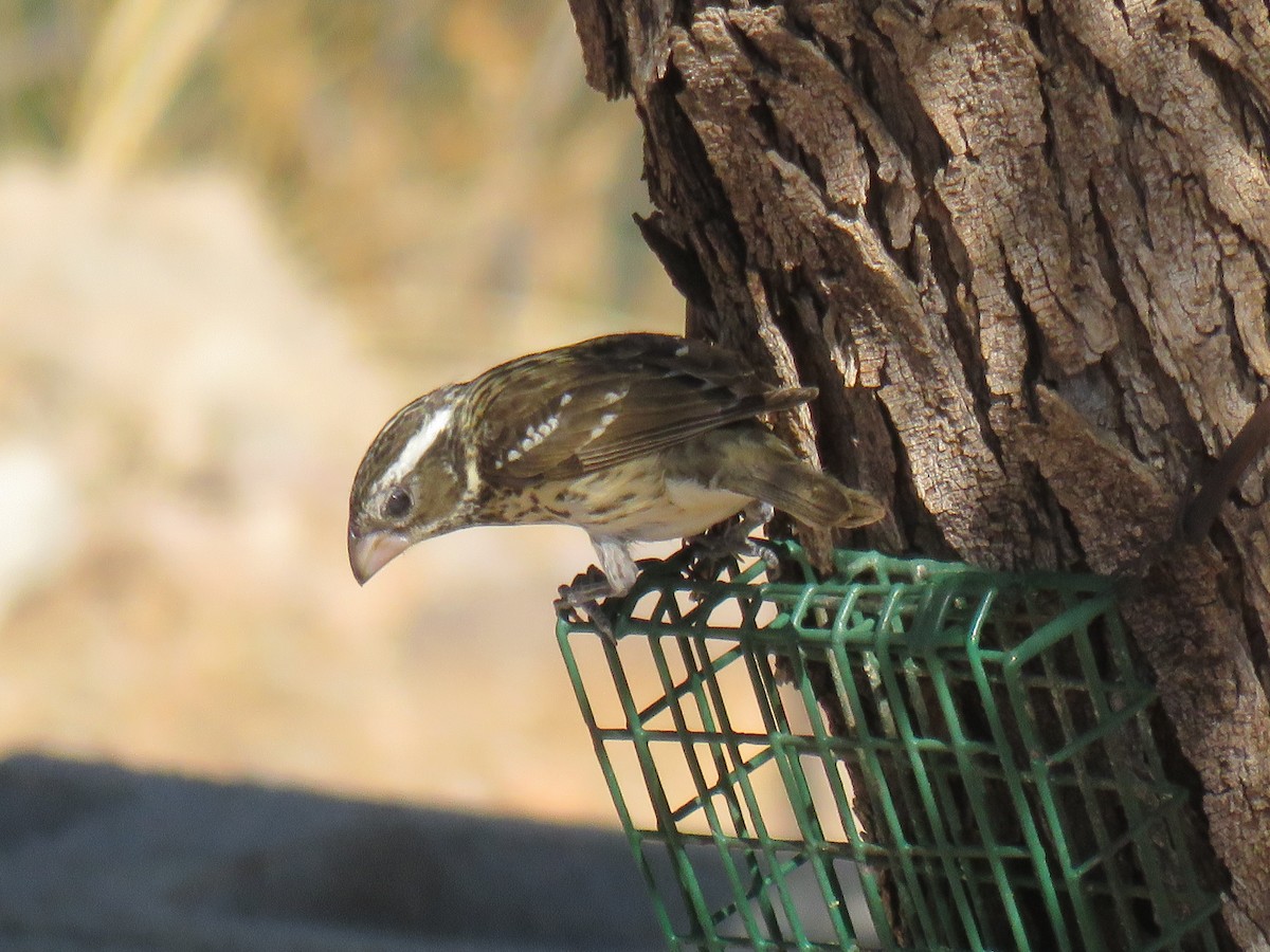 Rose-breasted Grosbeak - ML643491817