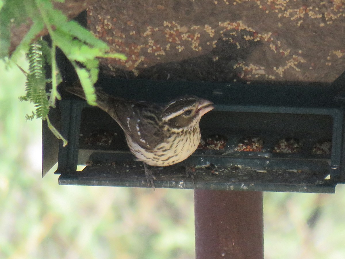 Rose-breasted Grosbeak - ML643491818