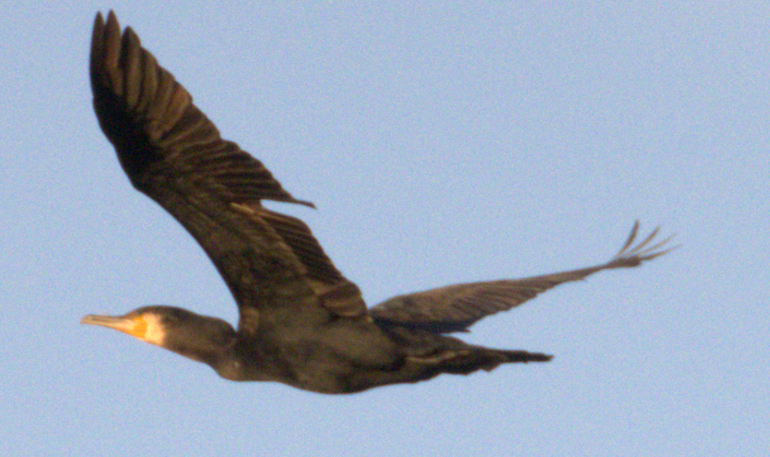 Great Cormorant - ML643491833