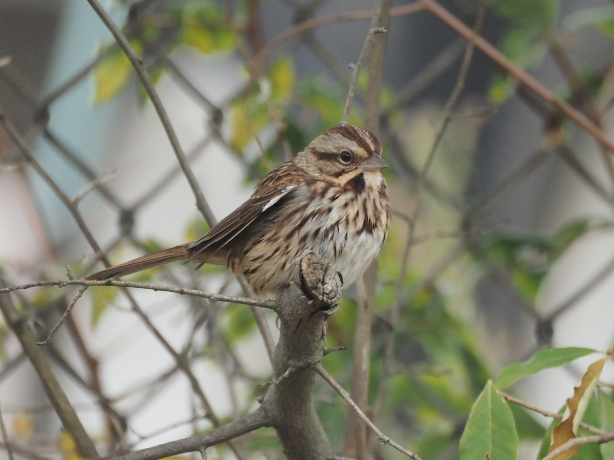 Song Sparrow - ML643491834