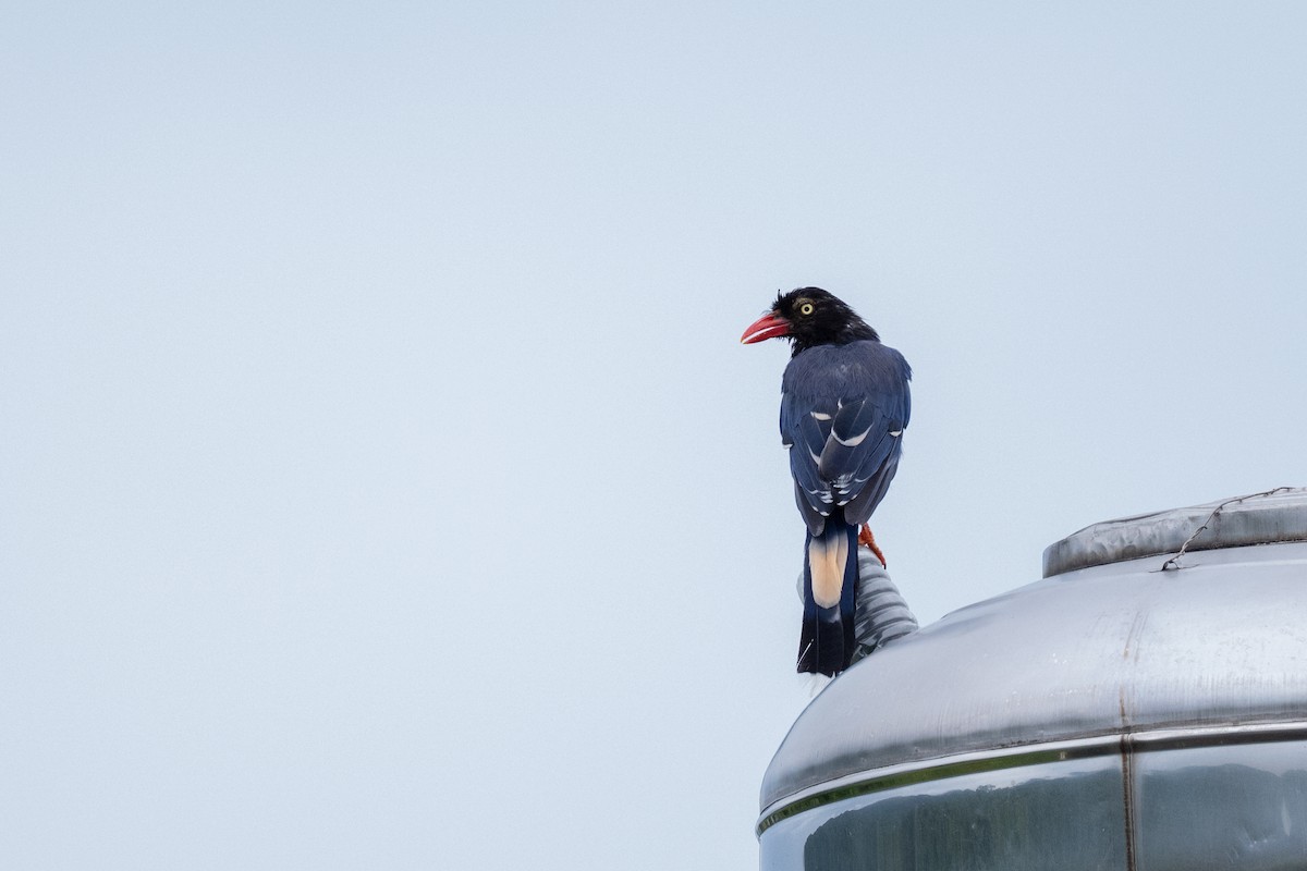 Taiwan Blue-Magpie - ML643491838