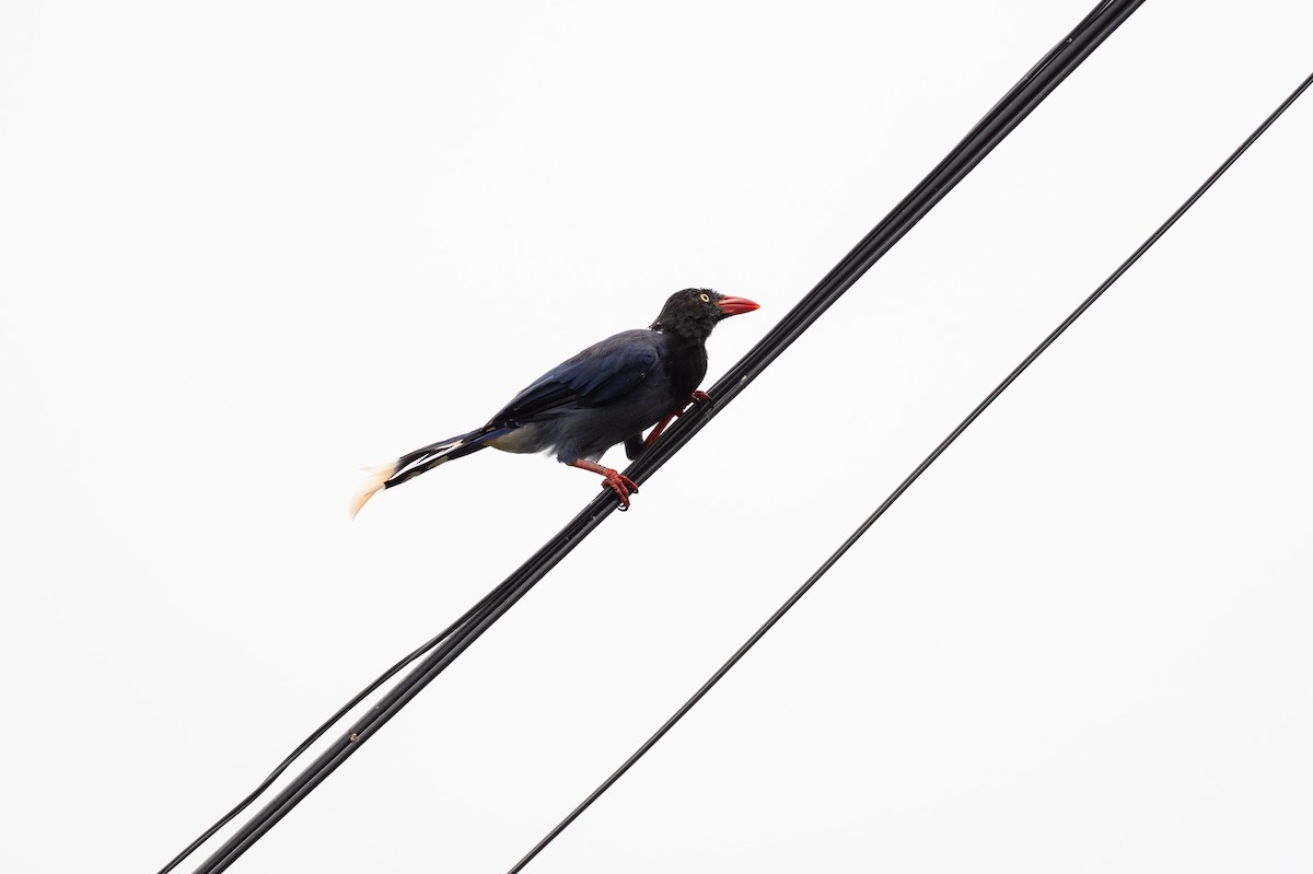 Taiwan Blue-Magpie - ML643491839