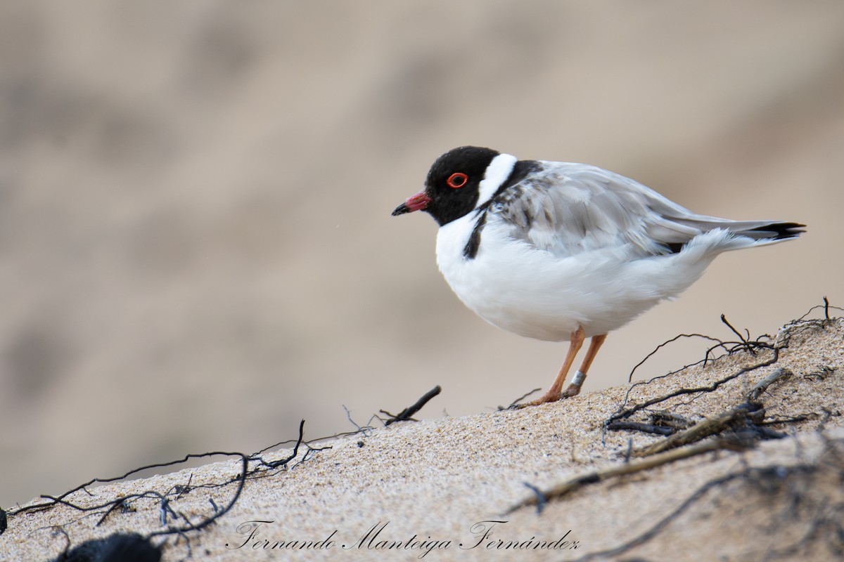 Hooded Plover - ML643491842