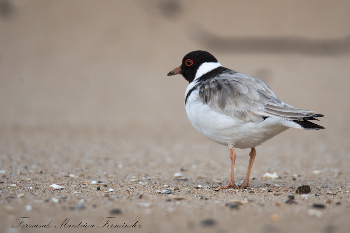 Hooded Plover - ML643491843