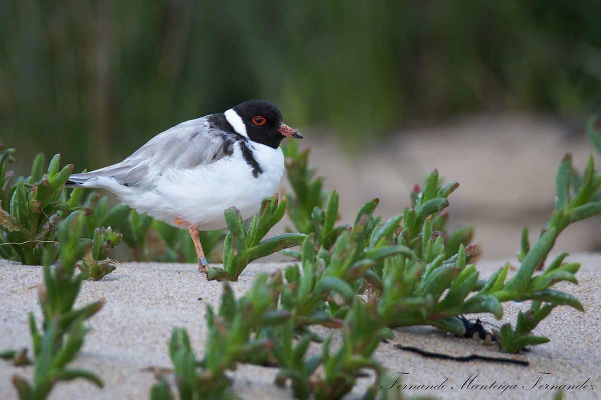Hooded Plover - ML643491844