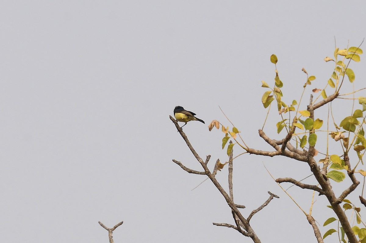 Variable Sunbird - ML643491849