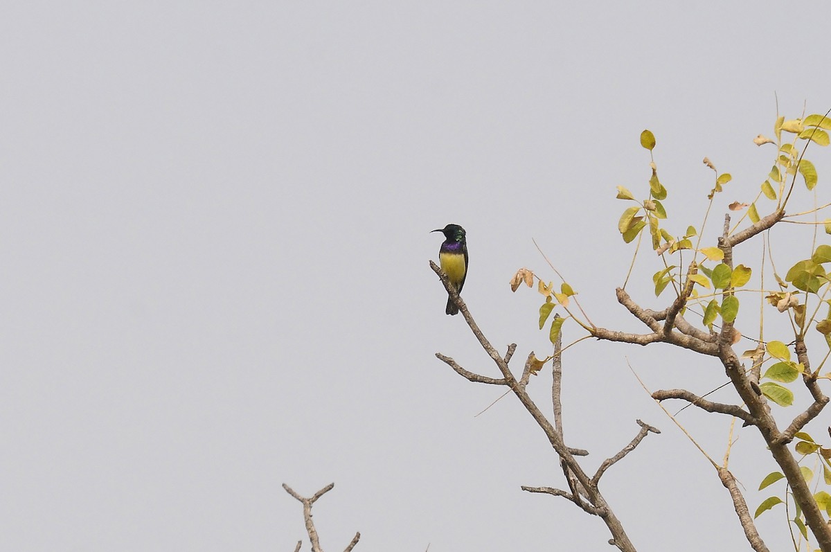 Variable Sunbird - ML643491850