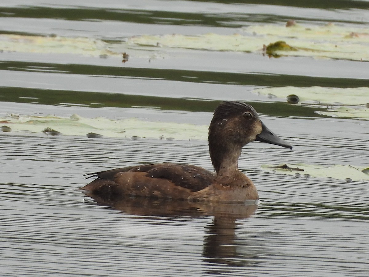Ring-necked Duck - ML643491852