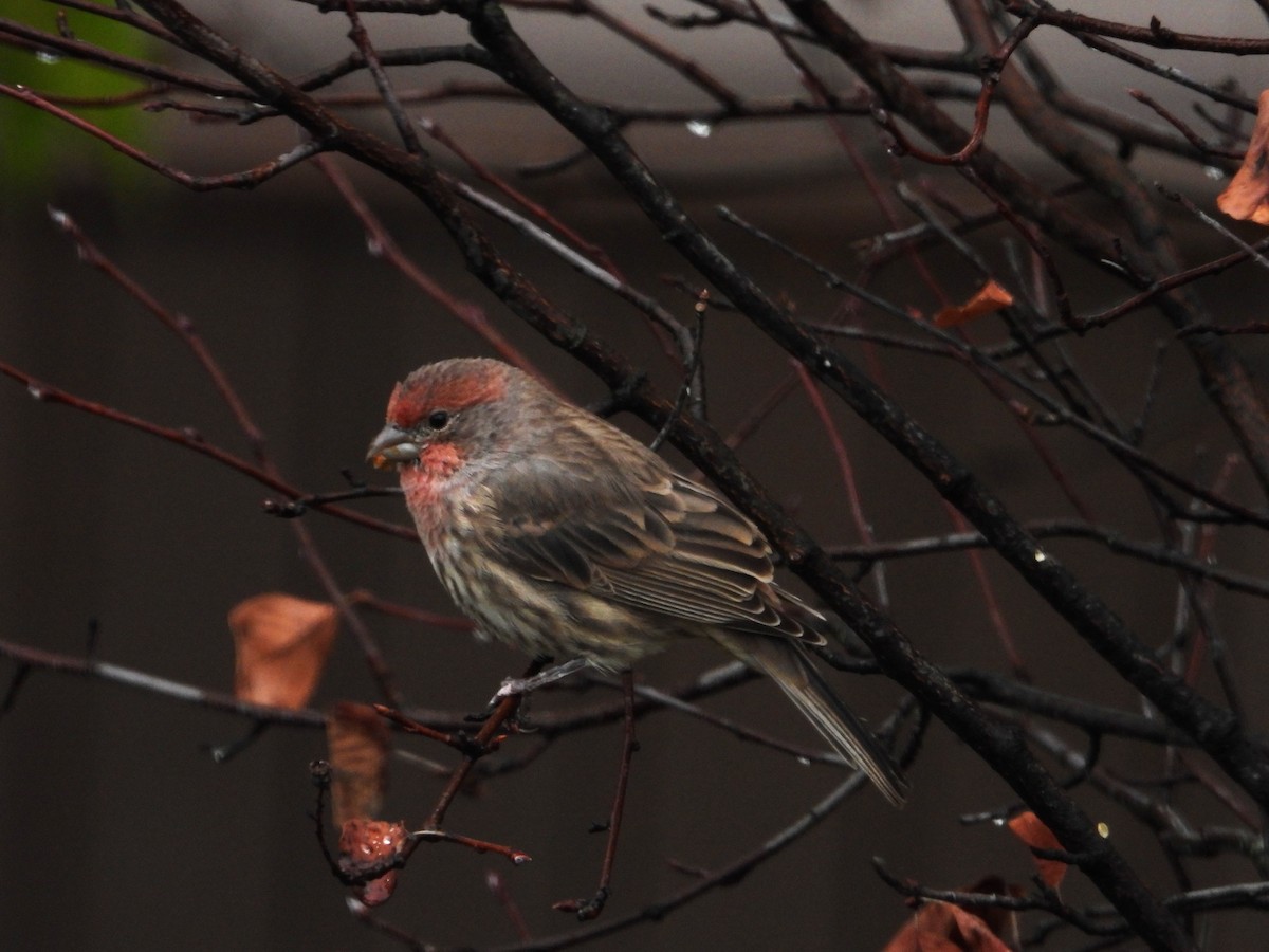 House Finch - ML643491856