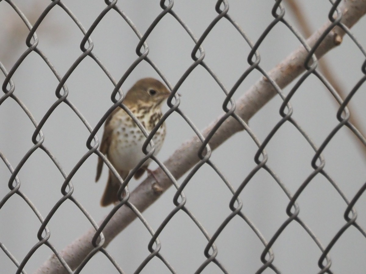 Hermit Thrush (faxoni/crymophilus) - ML643491860