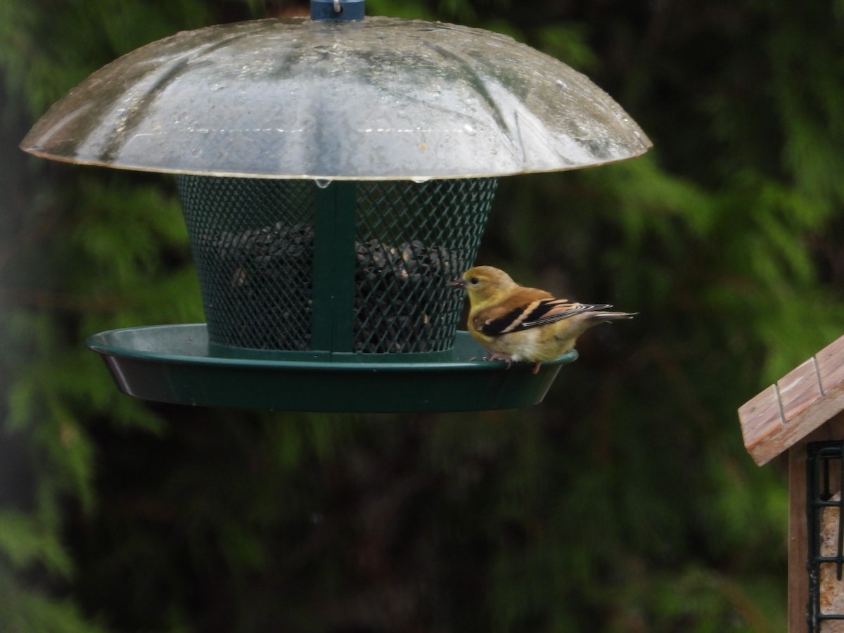 American Goldfinch - ML643491862