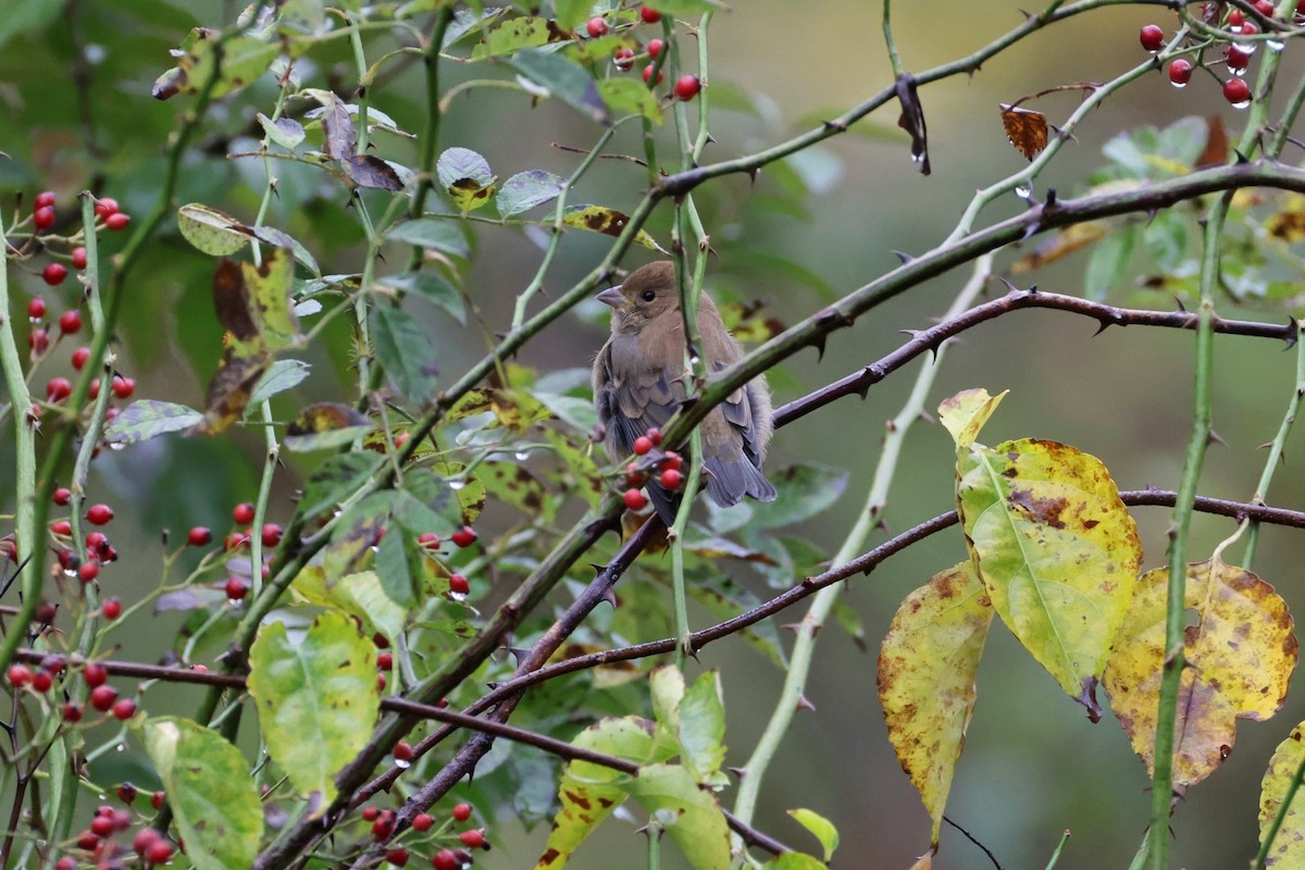 Indigo Bunting - ML643491892
