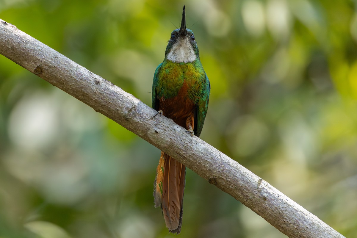 Rufous-tailed Jacamar - ML643491895