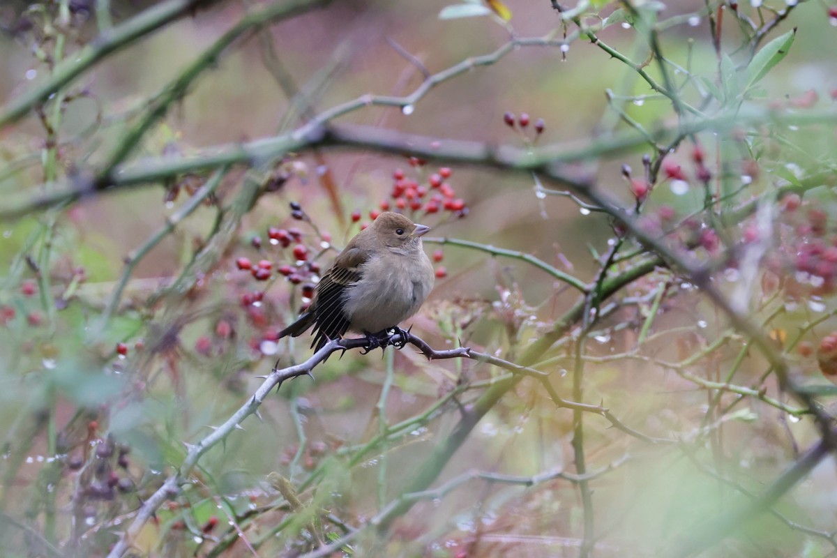 Indigo Bunting - ML643491898