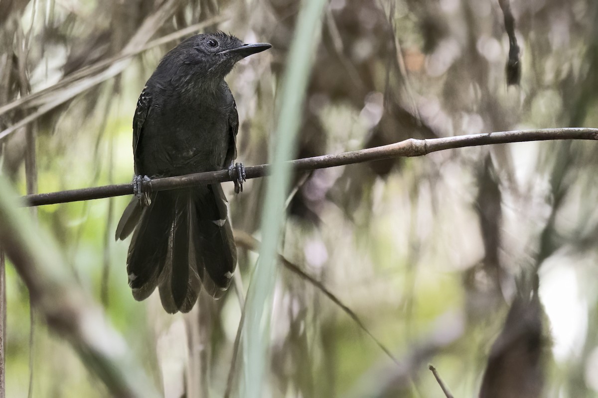 Manu Antbird - ML643491899