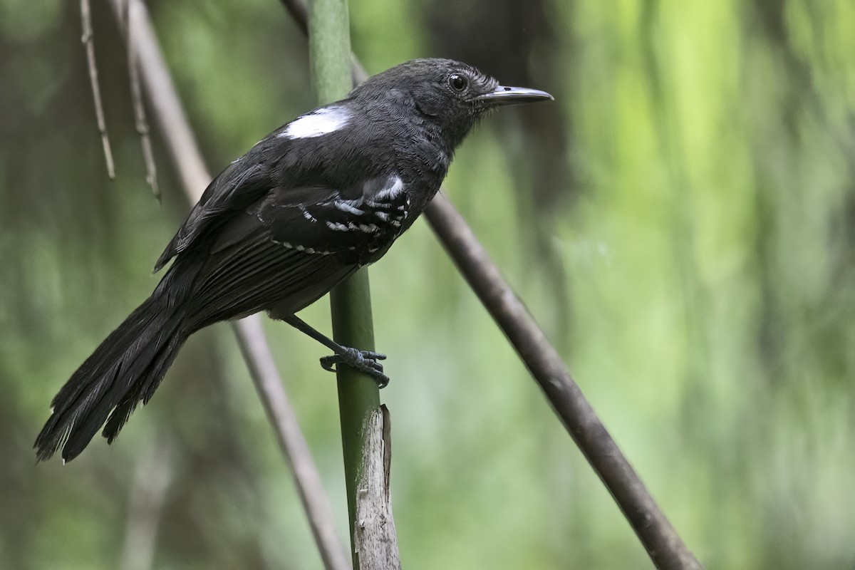 Manu Antbird - ML643491900