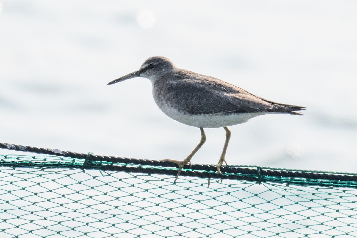 Gray-tailed Tattler - ML643491937