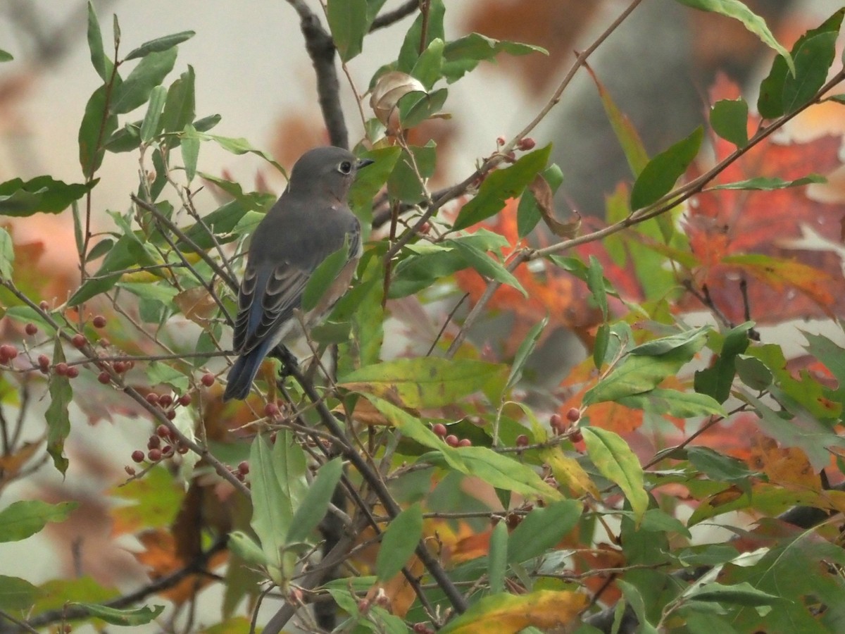 Eastern Bluebird - ML643491954