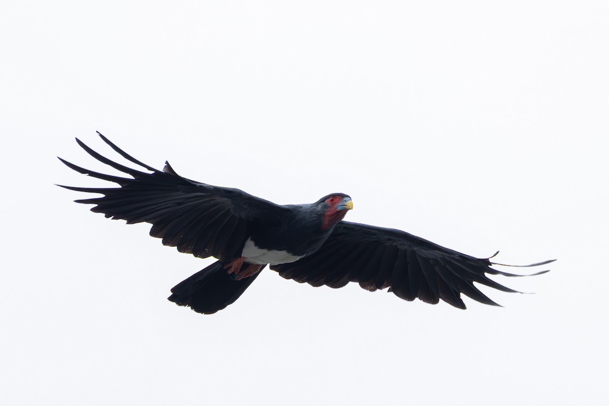 Red-throated Caracara - ML643491989