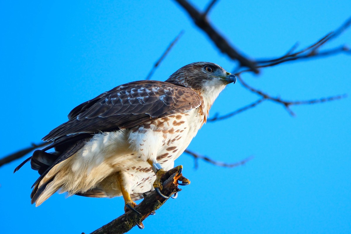 Red-tailed Hawk - ML643492000