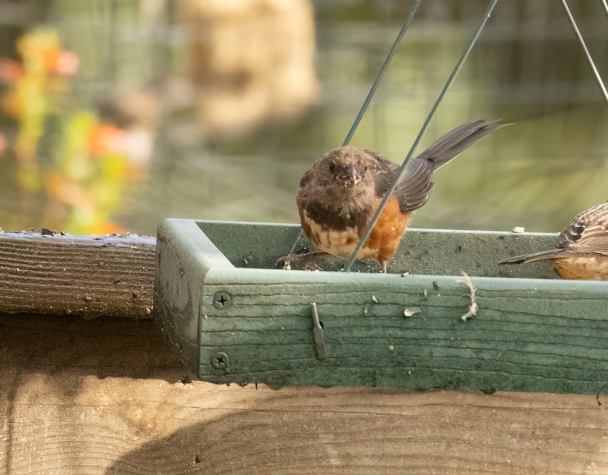 Spotted Towhee - ML643492007