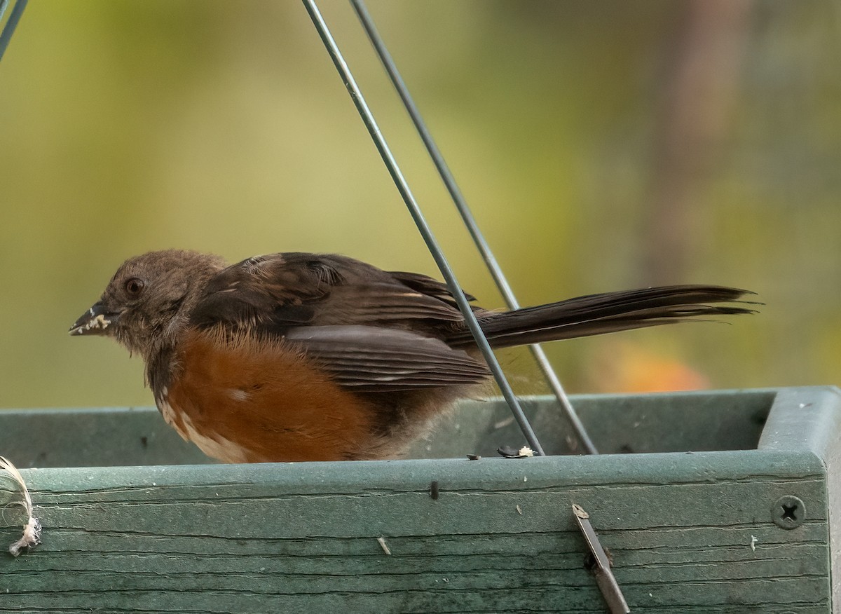 Spotted Towhee - ML643492009