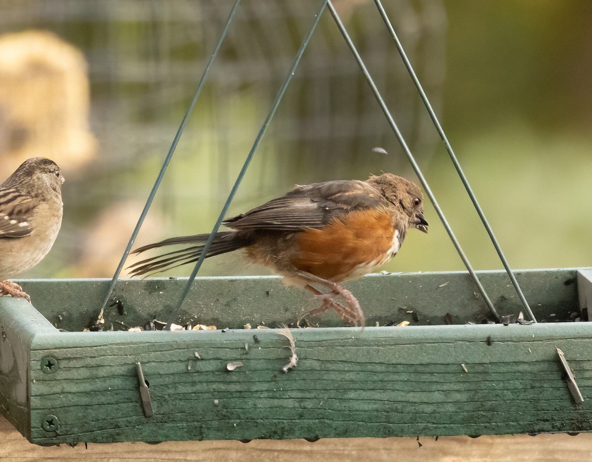 Spotted Towhee - ML643492010