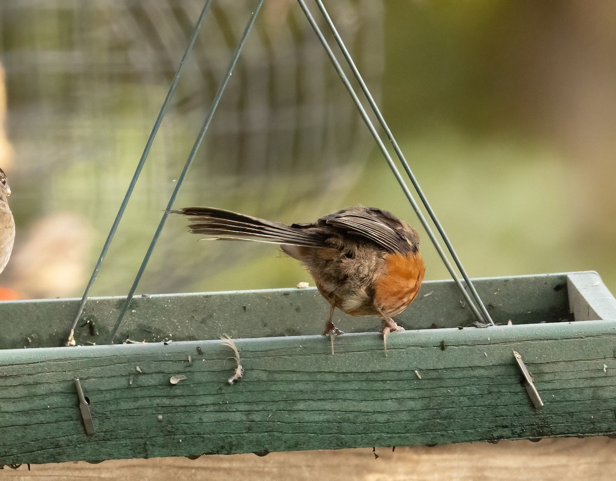 Spotted Towhee - ML643492011