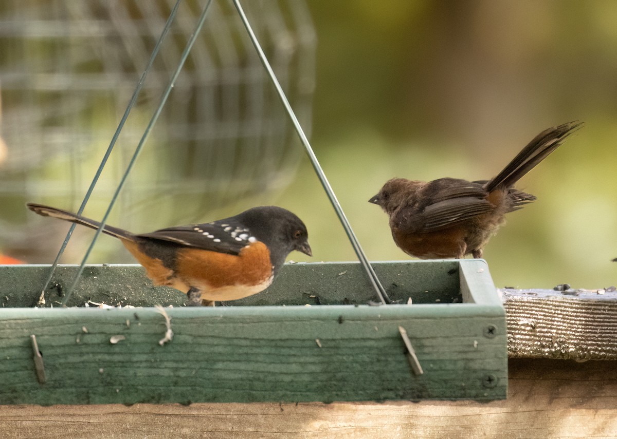 Spotted Towhee - ML643492012