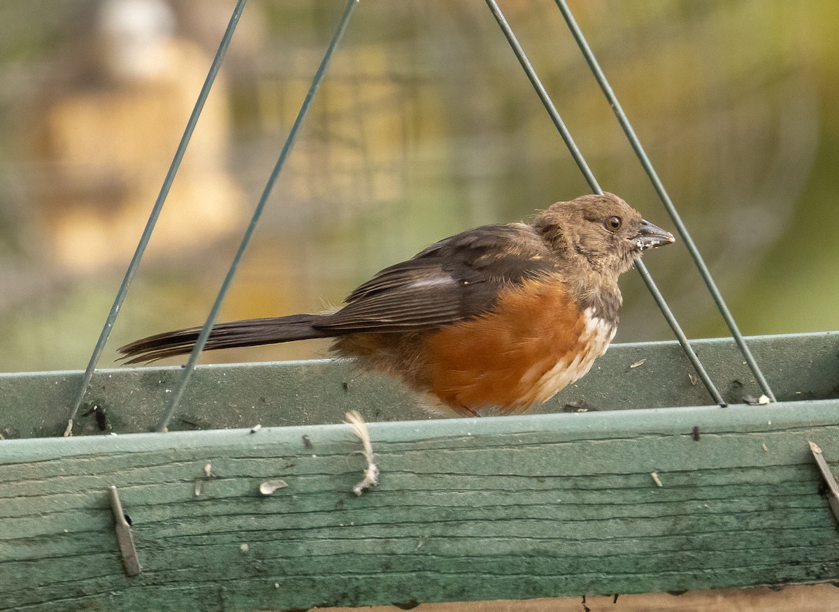 Spotted Towhee - ML643492014