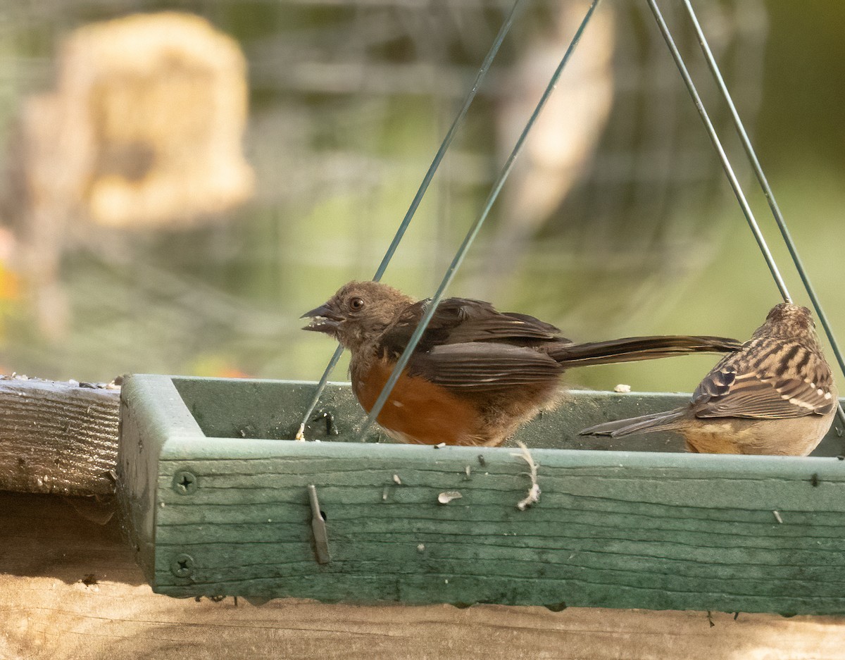 Spotted Towhee - ML643492015