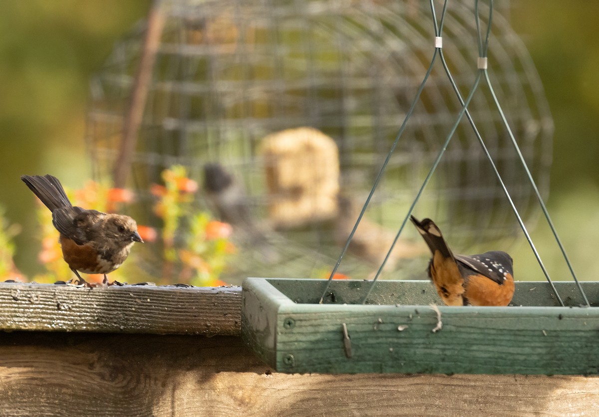 Spotted Towhee - ML643492018