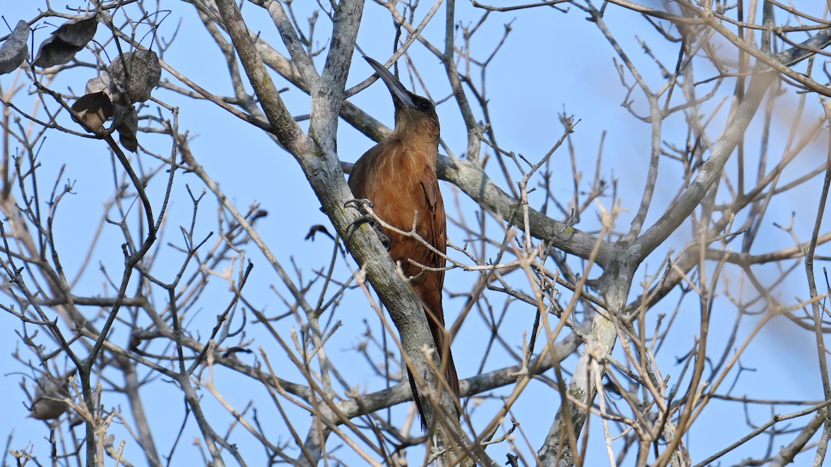 Great Rufous Woodcreeper - ML643492022